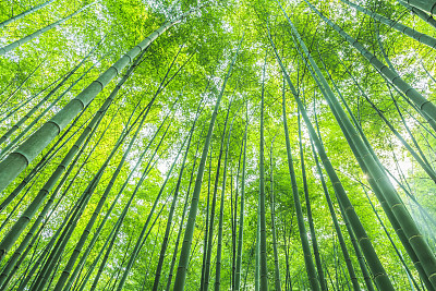 竹林