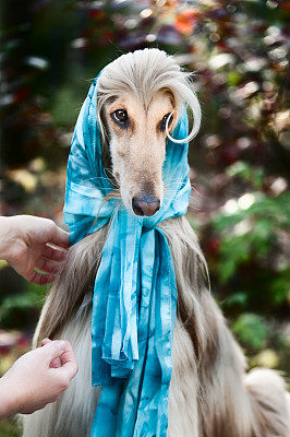 阿富汗猎犬