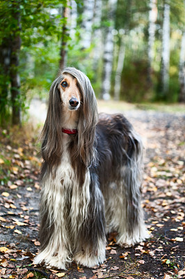阿富汗猎犬