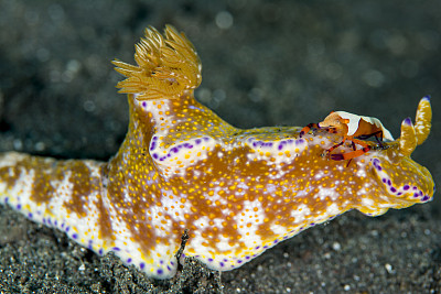 许多裂状的角化虫背上驮着一只帝虾