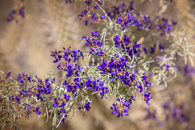 蓝靛丛之花，安萨-博雷戈沙漠州立公园