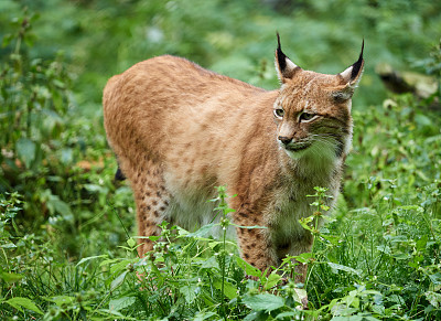 欧亚山猫