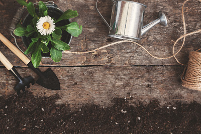 花园工具，铲，耙子，浇水罐，水桶，药片植物，花雏菊在一个花盆上的一个木制的旧棕色桌子上撒着土壤，特写。园艺的概念