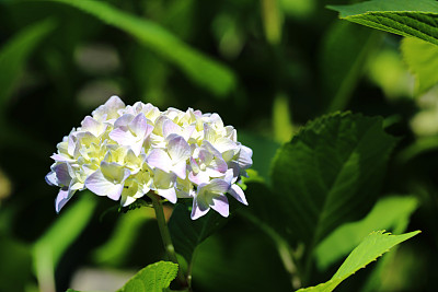 绣球花macrophylla