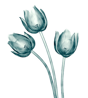 白色郁金香上孤立的一朵花的x光图像