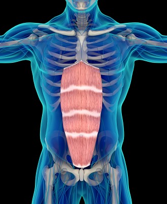生物医学插图
