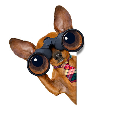 巴哥犬