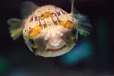 刺河豚