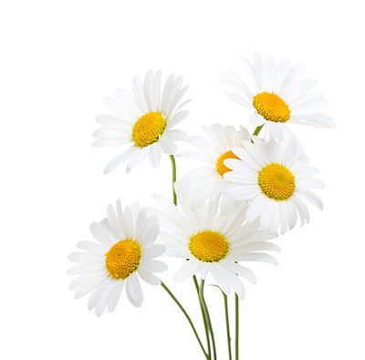 野生白菊花图片大全 野生白菊花设计素材 野生白菊花模板下载 野生白菊花图库 昵图网soso Nipic Com 野生白菊花图片大全 野生白菊花设计素材 野生白菊花模板下载 野生白菊花图库 昵图网soso Nipic Com