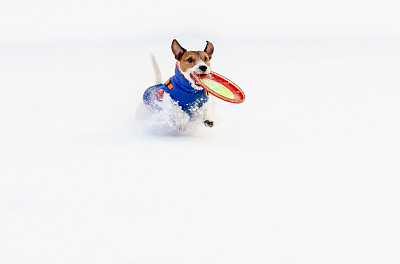 杰克拉瑟短腿犬