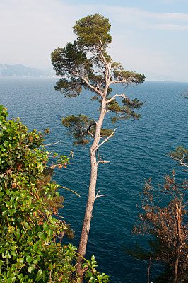 地中海