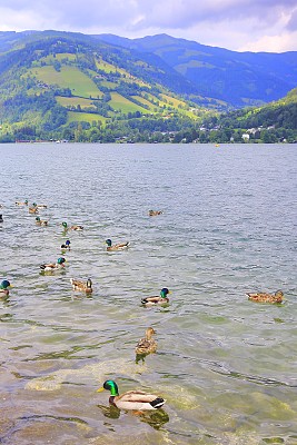一群鸭子漂浮在美丽的泽勒湖上-泽尔am See和山脉景观，Tirol风景在奥地利的萨尔茨堡，奥地利