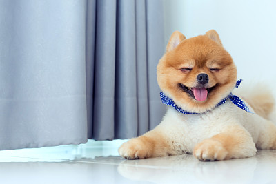 博美犬