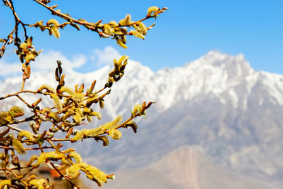 春天在喜马拉雅山脉。花柳。上野马王国。