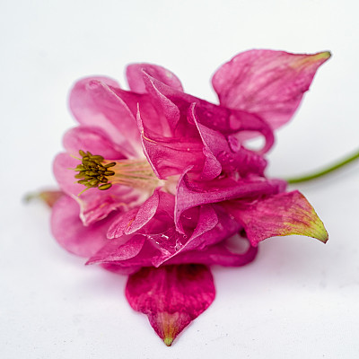 雌蕊