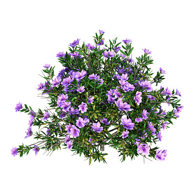 杜鹃花属