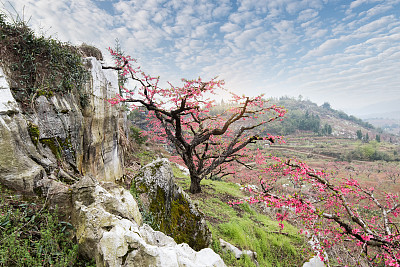 山区的桃花