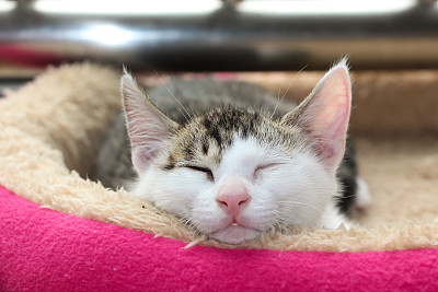 小猫