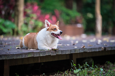 纯种犬