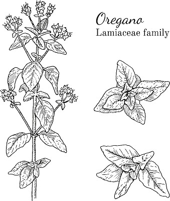 花茶配方图片大全 花茶配方设计素材 花茶配方模板下载 花茶配方图库 昵图网soso Nipic Com