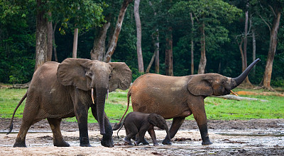 森林边缘的一群森林象。刚果共和国。Dzanga-Sangha特别保护区。中非共和国。