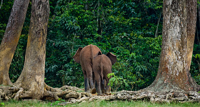 两只森林大象走进了丛林。中非共和国。刚果共和国。Dzanga-Sangha特别保护区。