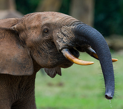 森林大象的肖像。中非共和国。刚果共和国。Dzanga-Sangha特别保护区。