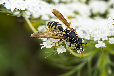 近距离的树黄蜂或杜鹃花采集花蜜