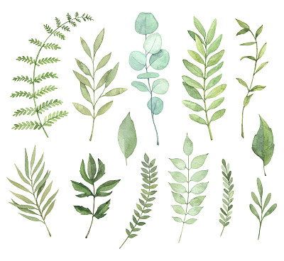 植物学