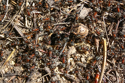 红色森林蚂蚁特写
