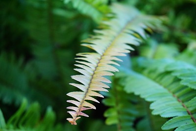 蕨类植物