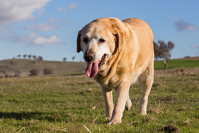 忠实的老拉布拉多犬在澳大利亚的乡村阳光下晒太阳