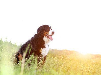 伯尔尼山地犬对自然的感知