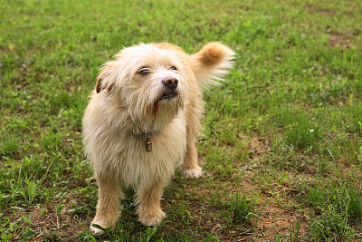 梗犬