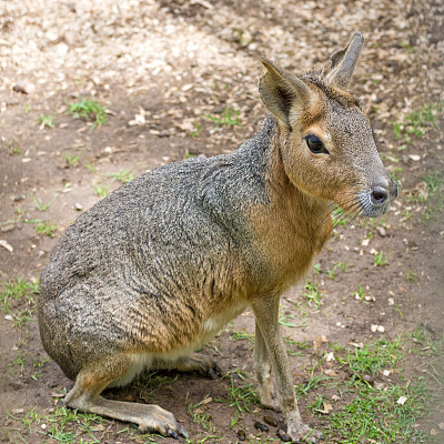 野兔