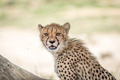 年轻的猎豹盯着镜头。