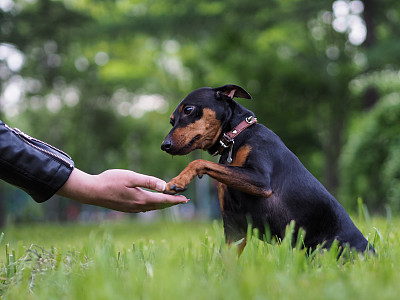 刚毛小猛犬