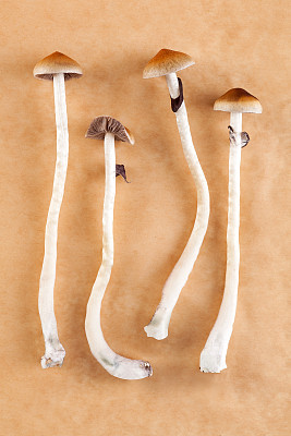 神奇迷幻蘑菇。