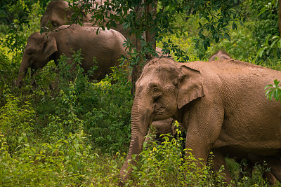图为泰国奎布里国家公园的一群大象。