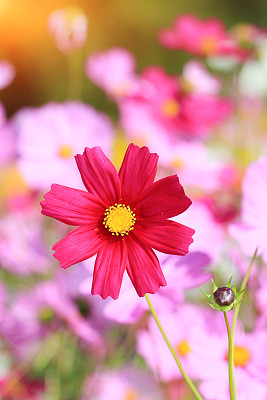大波斯菊