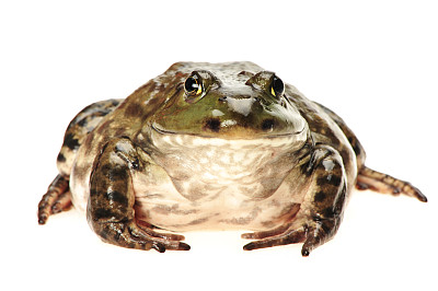 牛蛙