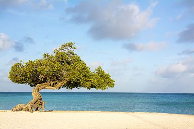 阿鲁巴岛海滩