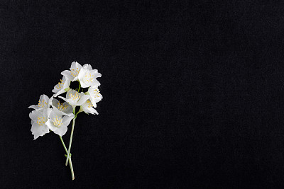 黑色背景上的茉莉。鲜花。慰问卡片。