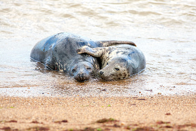 假日浪漫。一对正在繁殖的灰海豹在沙滩上拥抱着。有趣的动物模因形象。