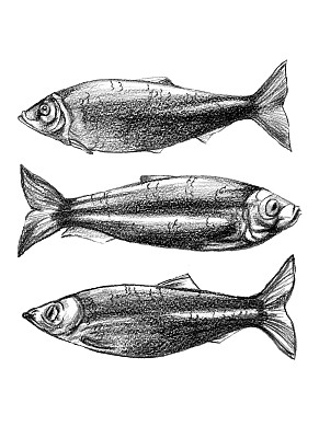 用铅笔画黑白鱼，鲱鱼，三种不同的鱼，一系列的鱼，