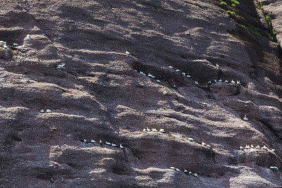 一看博纳旺蒂尔岛和它世界上最大的北部塘鹅殖民地，每年有6个月，超过20万只鸟在这里安家。普通海鸠，也被称为海鸠，也可以在这幅图中看到。