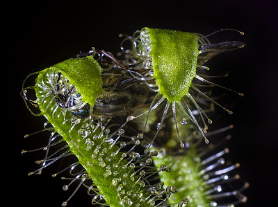 茅膏菜