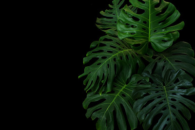 一种生长在野外的热带森林植物，常绿藤本植物，黑色背景。