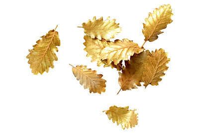 金色的叶子在白色的背景与复制空间