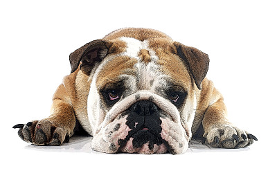英格兰斗牛犬